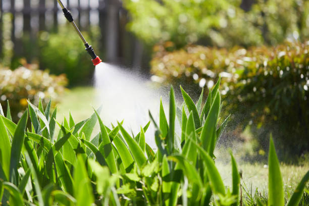 24/7 Emergency Termite Control experts in Vail, CO